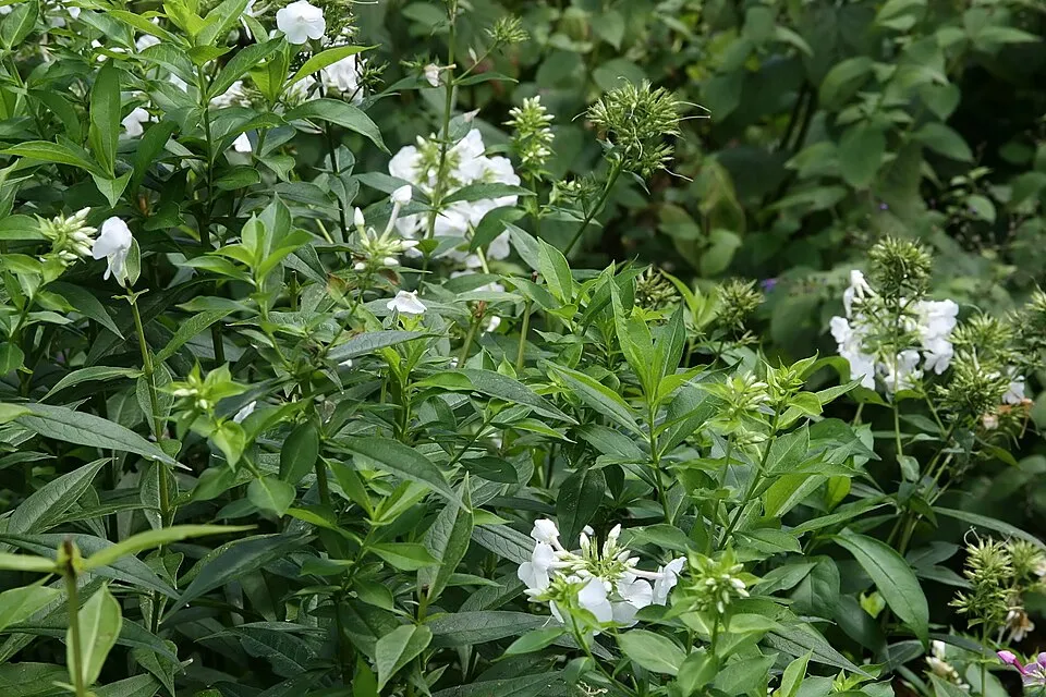 Bugás lángvirág / Phlox paniculata 'David'   