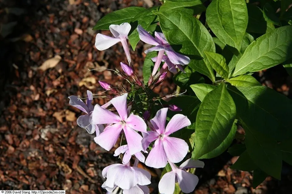 Bugás lángvirág / Phlox paniculata 'David'   