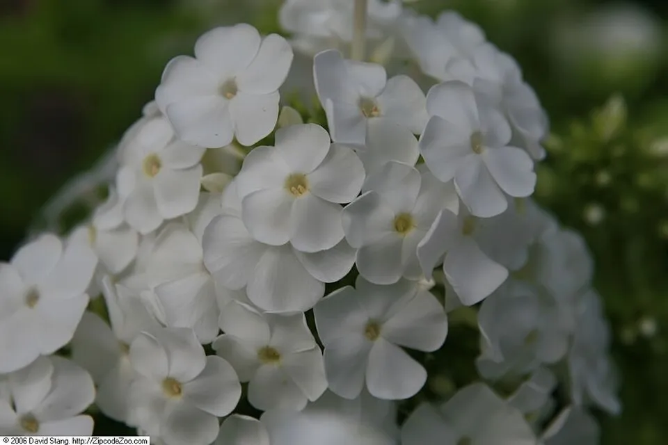Bugás lángvirág / Phlox paniculata 'David'   