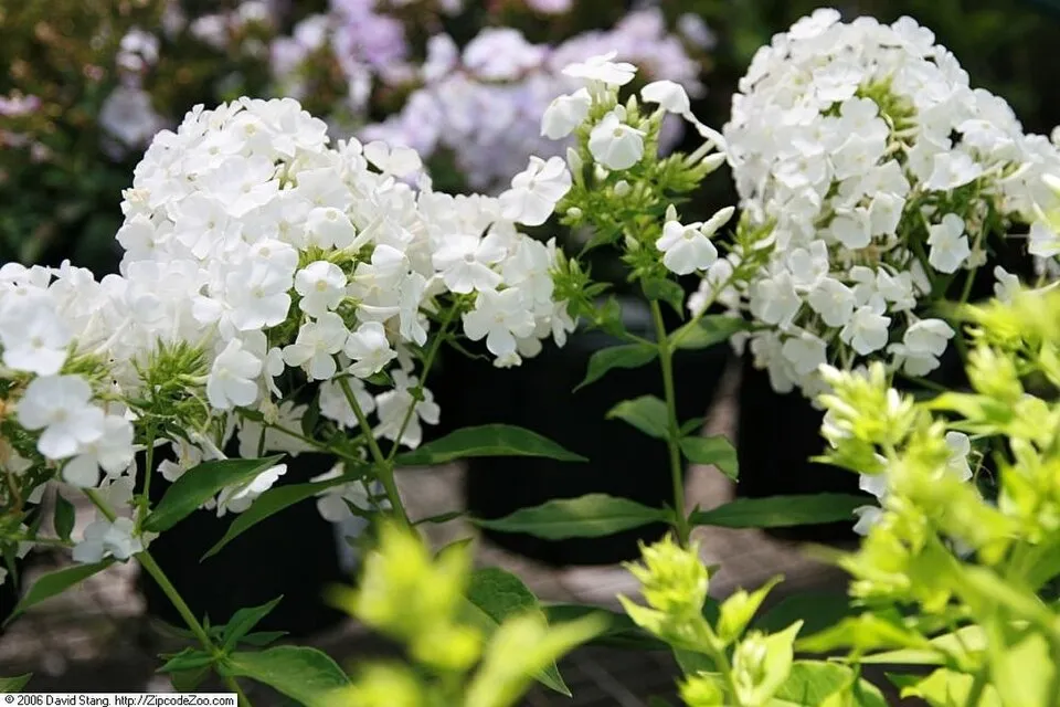 Bugás lángvirág / Phlox paniculata 'David'   