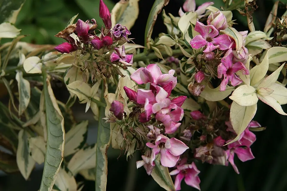 Bugás lángvirág / Phlox paniculata 'David'   