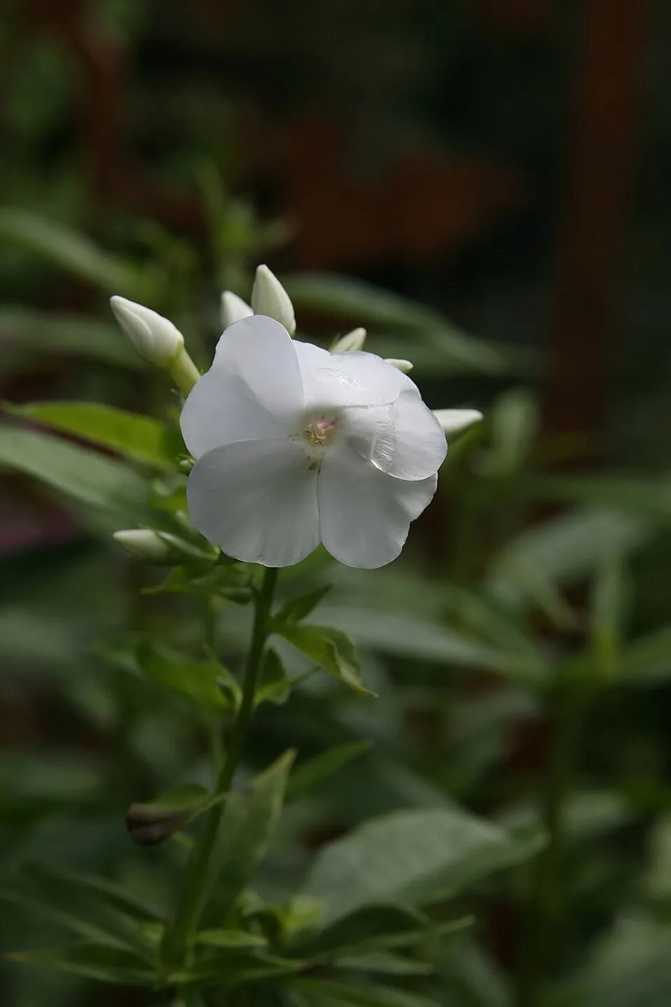 Bugás lángvirág / Phlox paniculata 'David'   