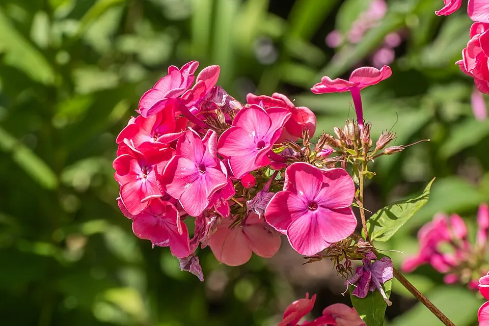 Bugás lángvirág / Phlox paniculata EARLY® 'Blush Pop'