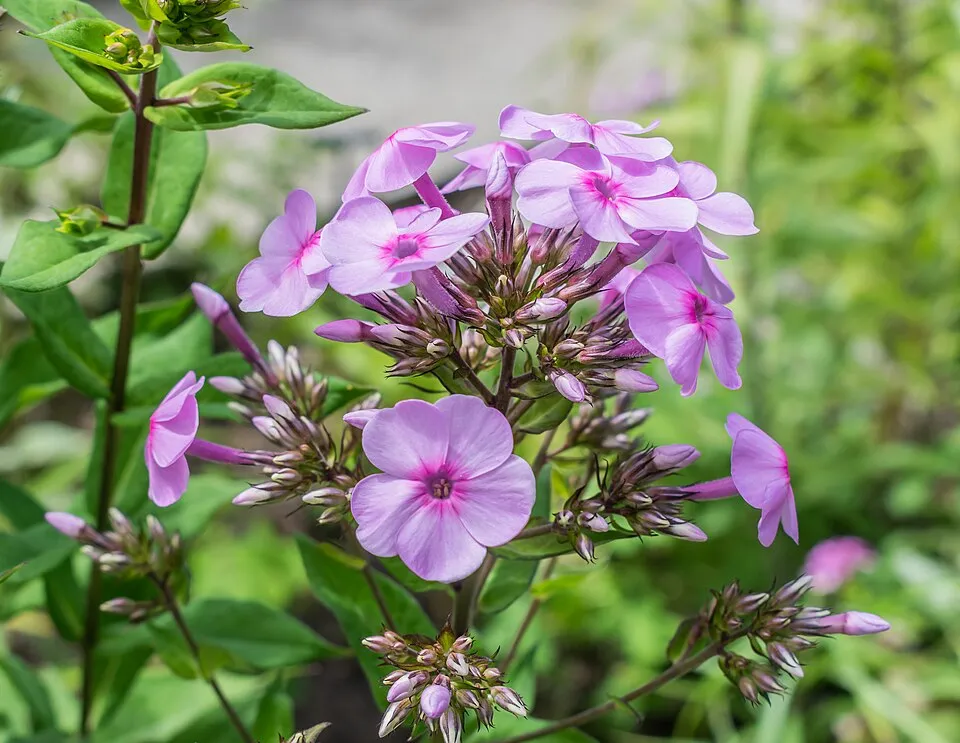 Bugás lángvirág / Phlox paniculata EARLY® 'Blush Pop'