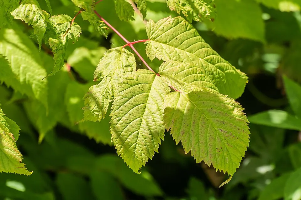 Erdei tündérfürt / Aruncus sylvester (syn. aethusifolius) 'Porzellan'