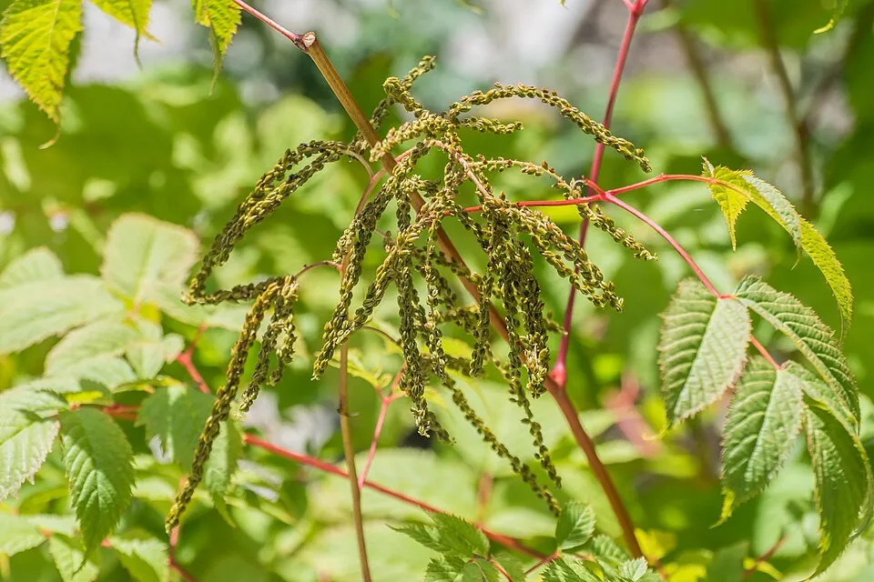 Erdei tündérfürt / Aruncus sylvester (syn. aethusifolius) 'Porzellan'