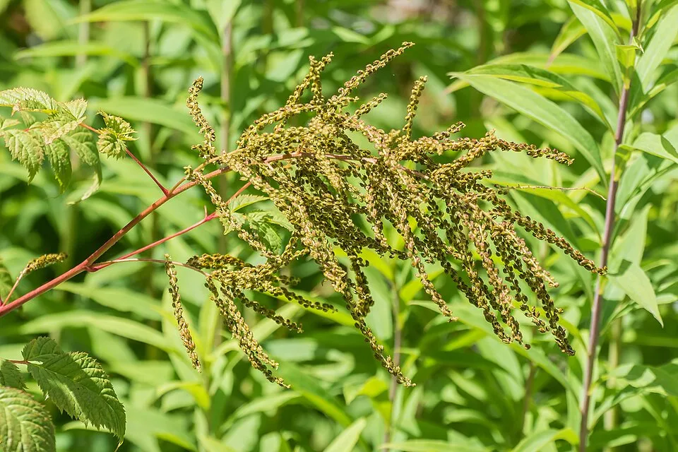 Erdei tündérfürt / Aruncus sylvester (syn. aethusifolius) 'Porzellan'