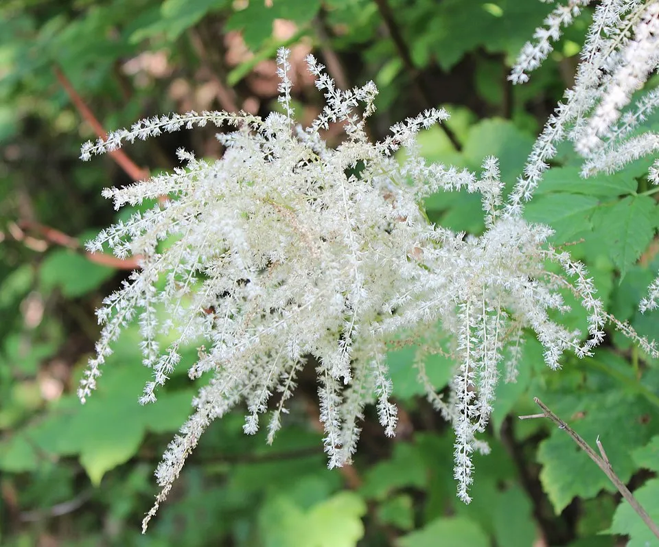 Erdei tündérfürt / Aruncus sylvester (syn. aethusifolius) 'Porzellan'
