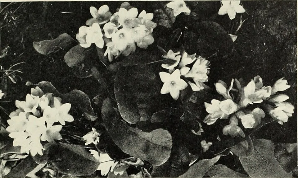 Erdei tündérfürt / Aruncus sylvester (syn. aethusifolius) 'Porzellan'