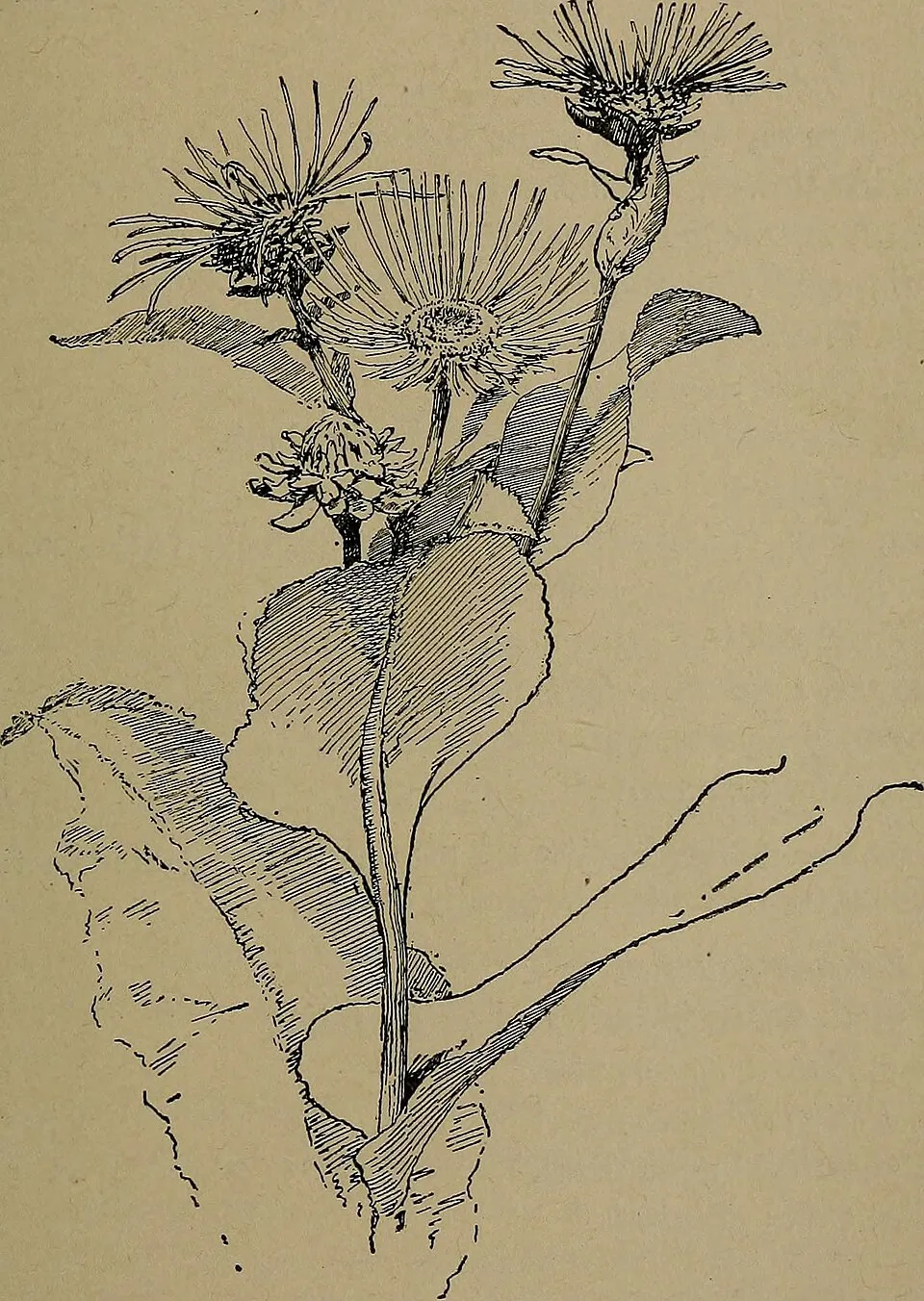 Erdei tündérfürt / Aruncus sylvester (syn. aethusifolius) 'Porzellan'