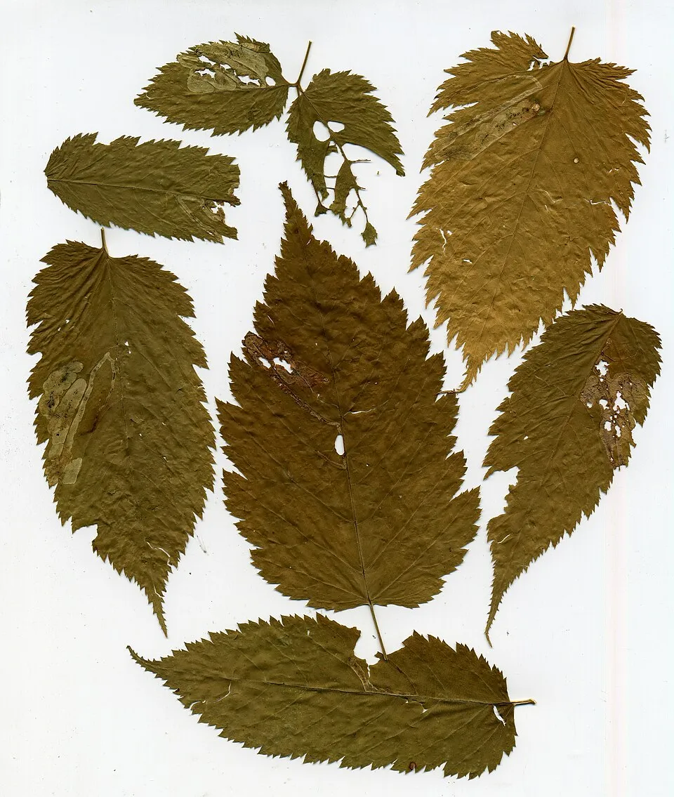 Erdei tündérfürt / Aruncus sylvester (syn. aethusifolius) 'Porzellan'