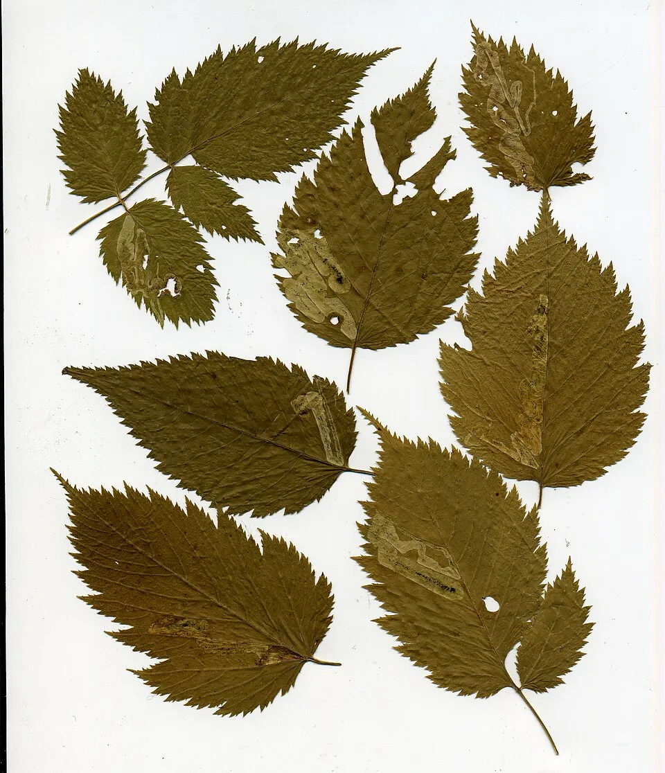 Erdei tündérfürt / Aruncus sylvester (syn. aethusifolius) 'Porzellan'