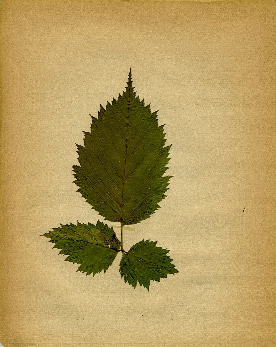 Erdei tündérfürt / Aruncus sylvester (syn. aethusifolius) 'Porzellan'