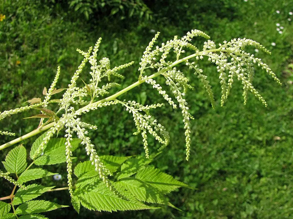 Erdei tündérfürt / Aruncus sylvester (syn. aethusifolius) 'Porzellan'