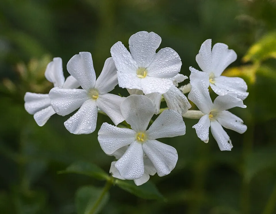 Bugás lángvirág / Phlox paniculata KA-POW® 'White'