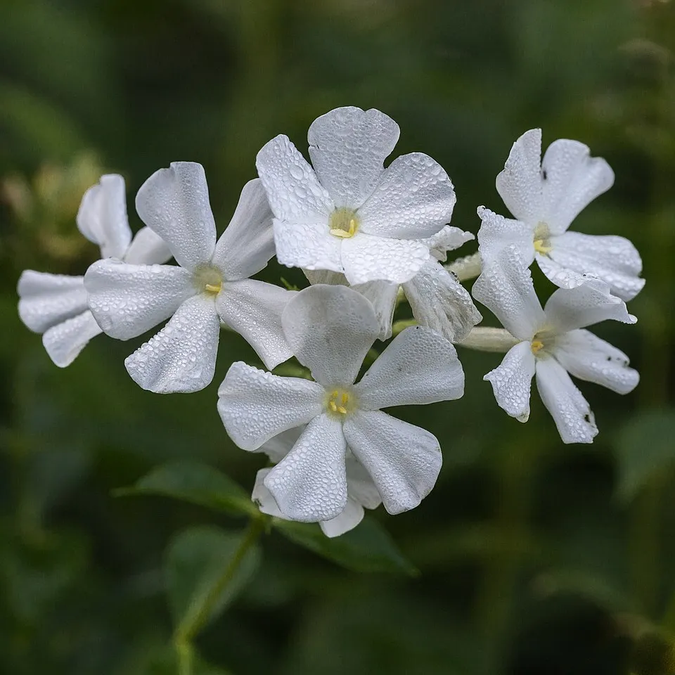 Bugás lángvirág / Phlox paniculata KA-POW® 'White'