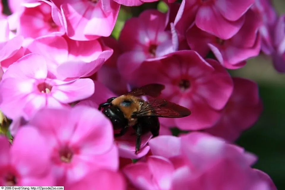 Bugás lángvirág / Phlox paniculata 'Laura'