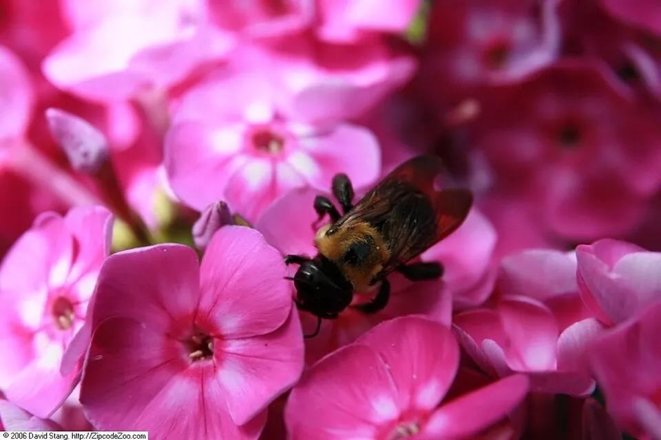 Bugás lángvirág / Phlox paniculata 'Laura'