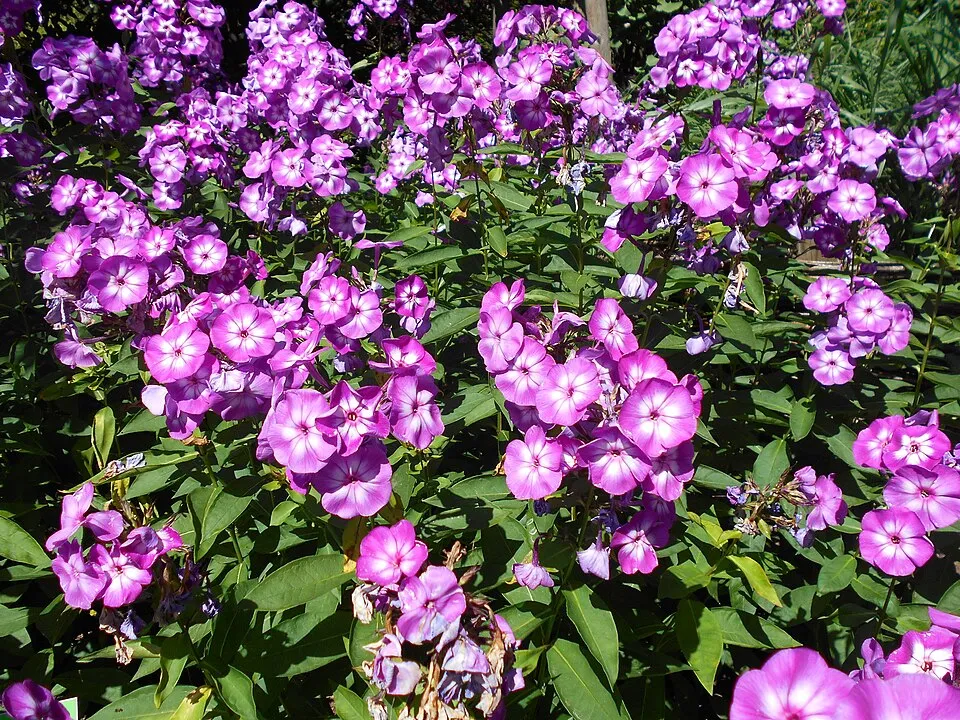 Bugás lángvirág / Phlox paniculata 'Laura'