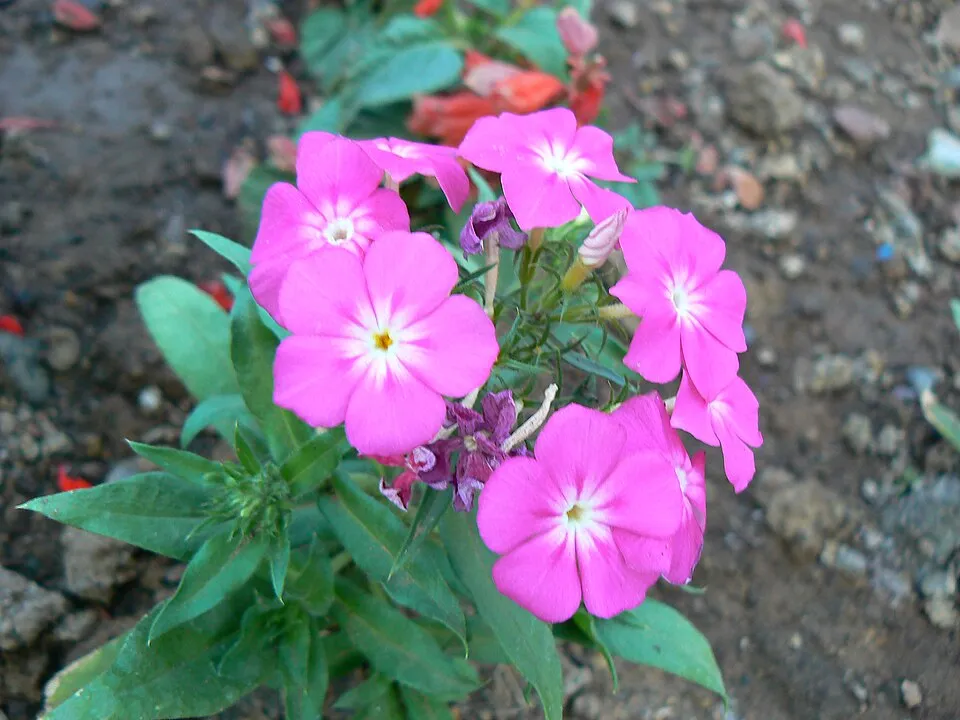 Bugás lángvirág / Phlox paniculata 'Laura'