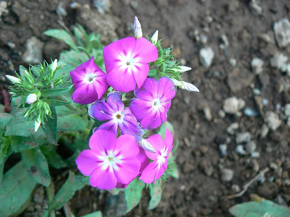 Bugás lángvirág / Phlox paniculata 'Laura'