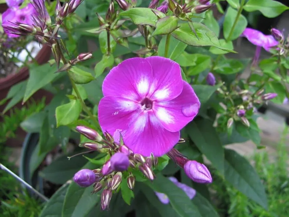 Bugás lángvirág / Phlox paniculata 'Laura'
