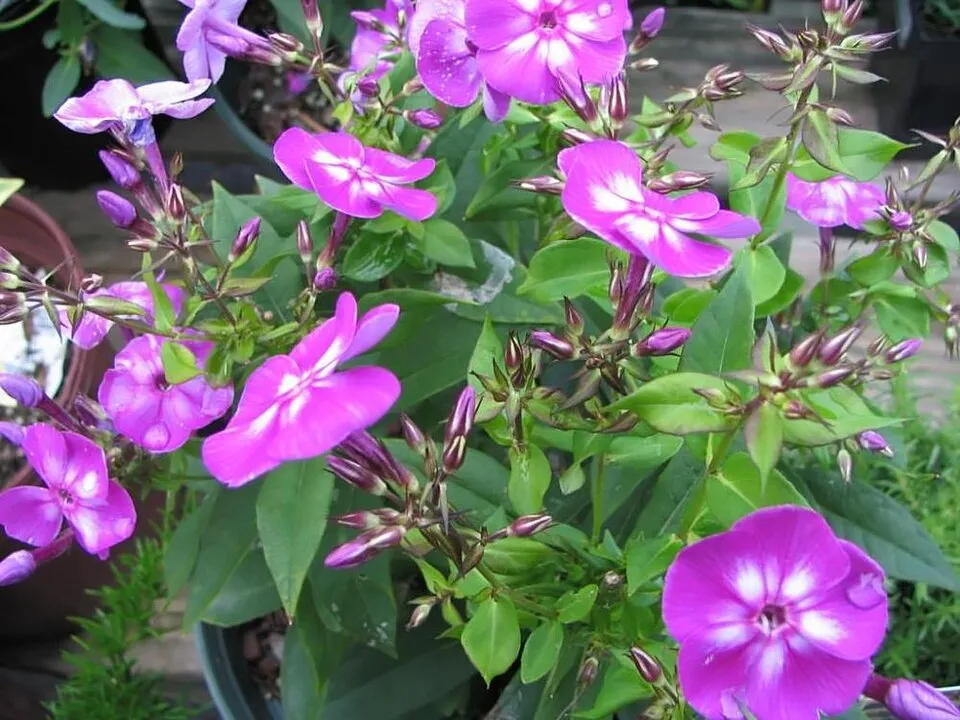 Bugás lángvirág / Phlox paniculata 'Laura'