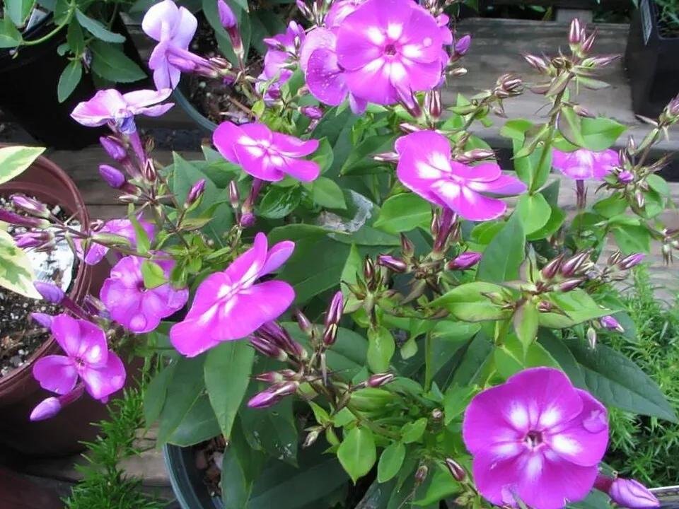 Bugás lángvirág / Phlox paniculata 'Laura'