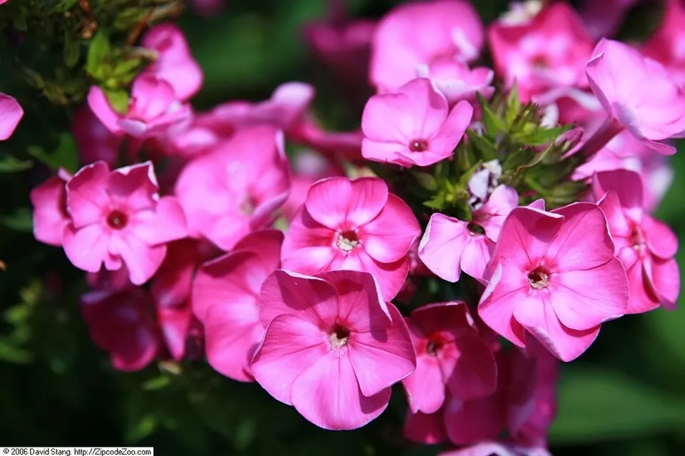 Bugás lángvirág / Phlox paniculata 'Laura'