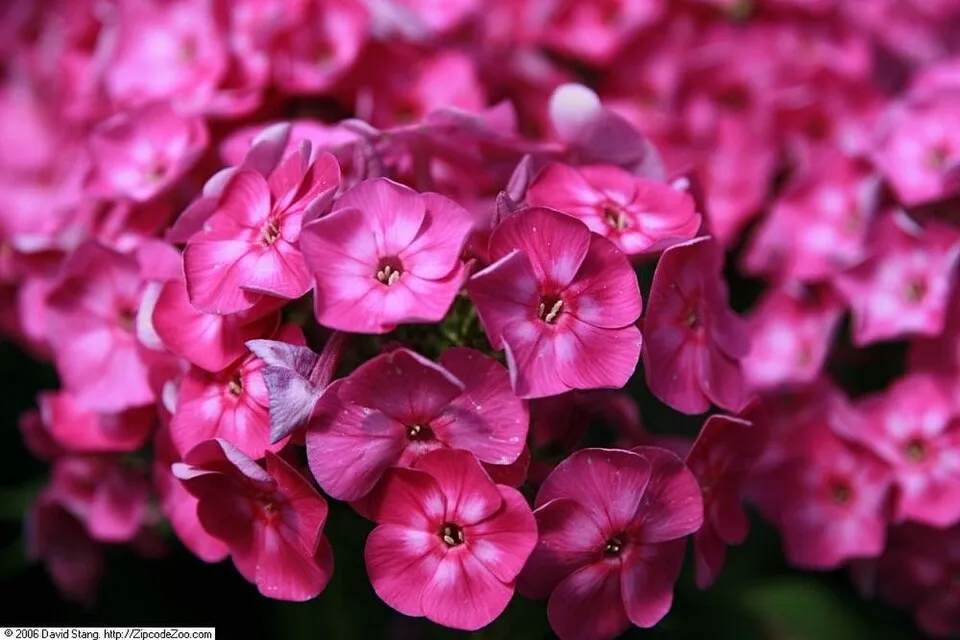 Bugás lángvirág / Phlox paniculata 'Laura'