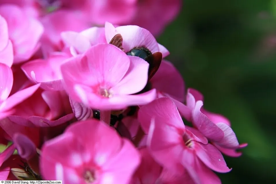 Bugás lángvirág / Phlox paniculata 'Laura'
