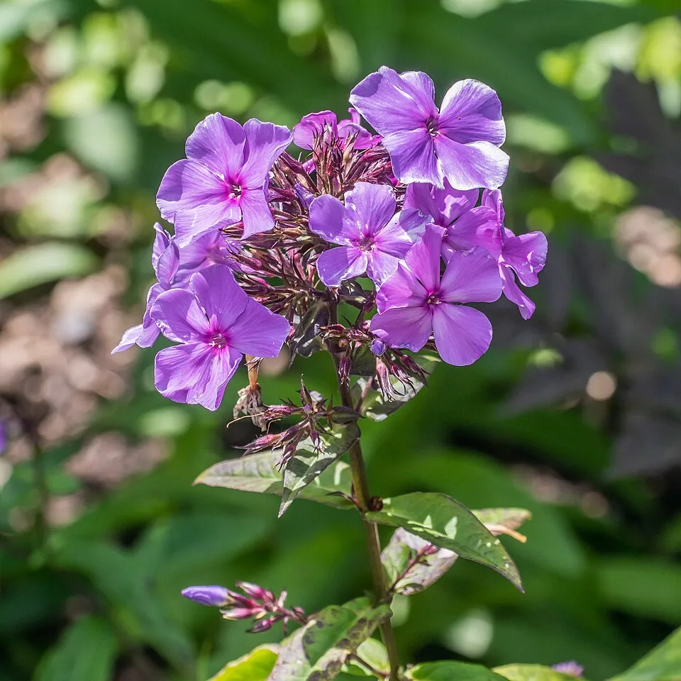 Bugás lángvirág / Phlox paniculata MAGICAL 'Pink EyeZ'