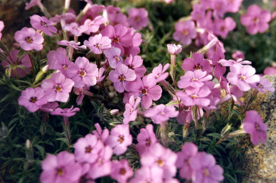 Árlevelű lángvirág / Phlox subulata 'Eye Shadow'