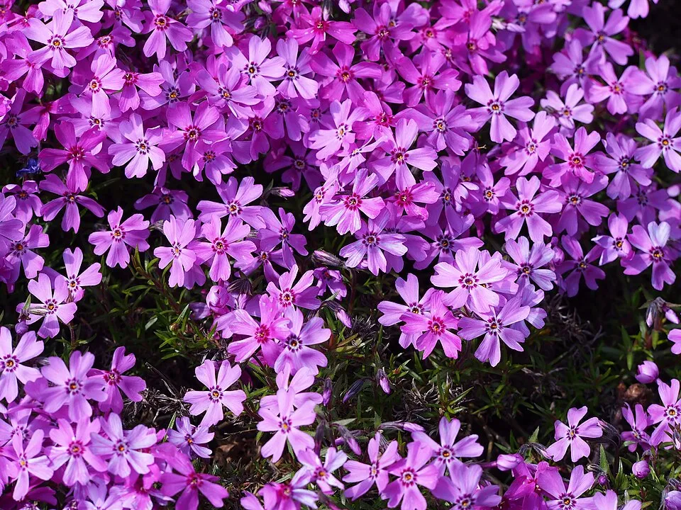 Árlevelű lángvirág / Phlox subulata 'Eye Shadow'