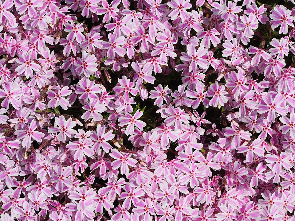 Árlevelű lángvirág / Phlox subulata 'Eye Shadow'