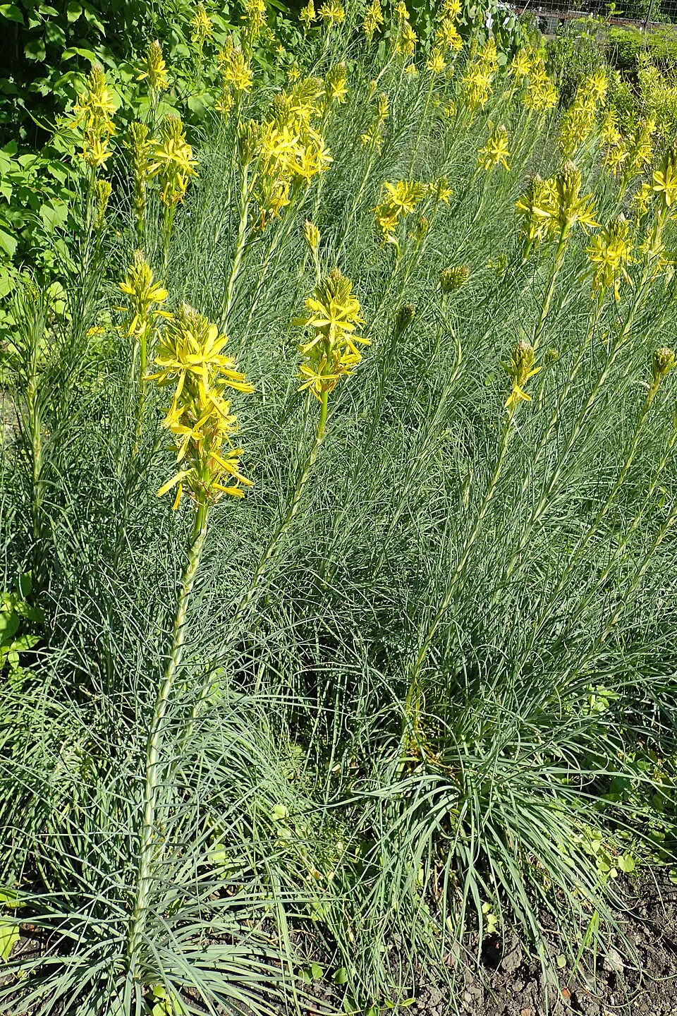 Sárga virágoszlop / Asphodeline lutea