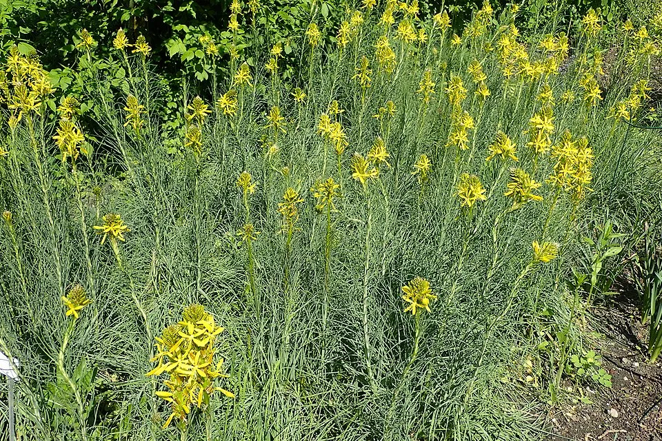 Sárga virágoszlop / Asphodeline lutea