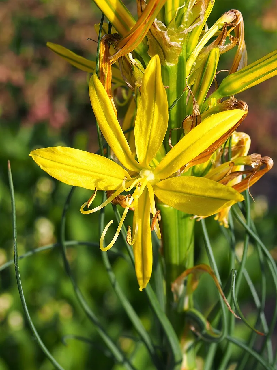 Sárga virágoszlop / Asphodeline lutea