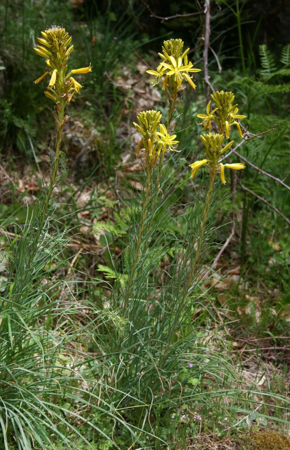 Sárga virágoszlop / Asphodeline lutea