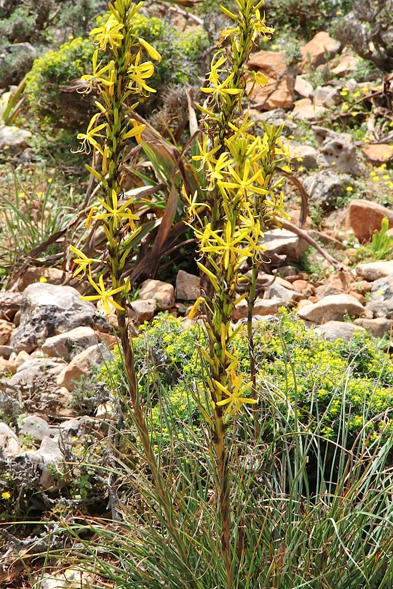 Sárga virágoszlop / Asphodeline lutea