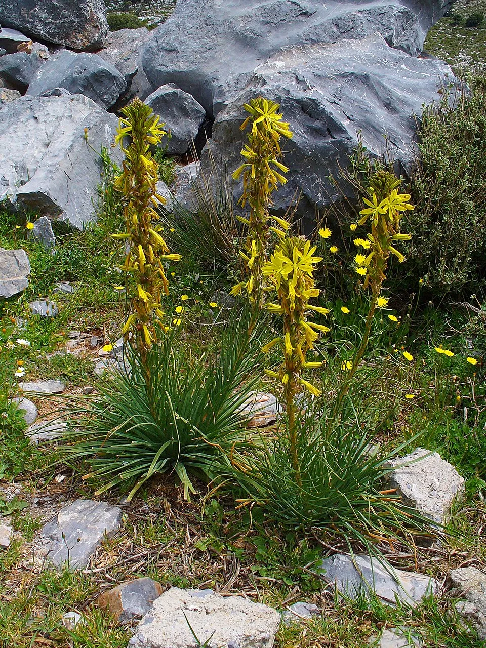 Sárga virágoszlop / Asphodeline lutea