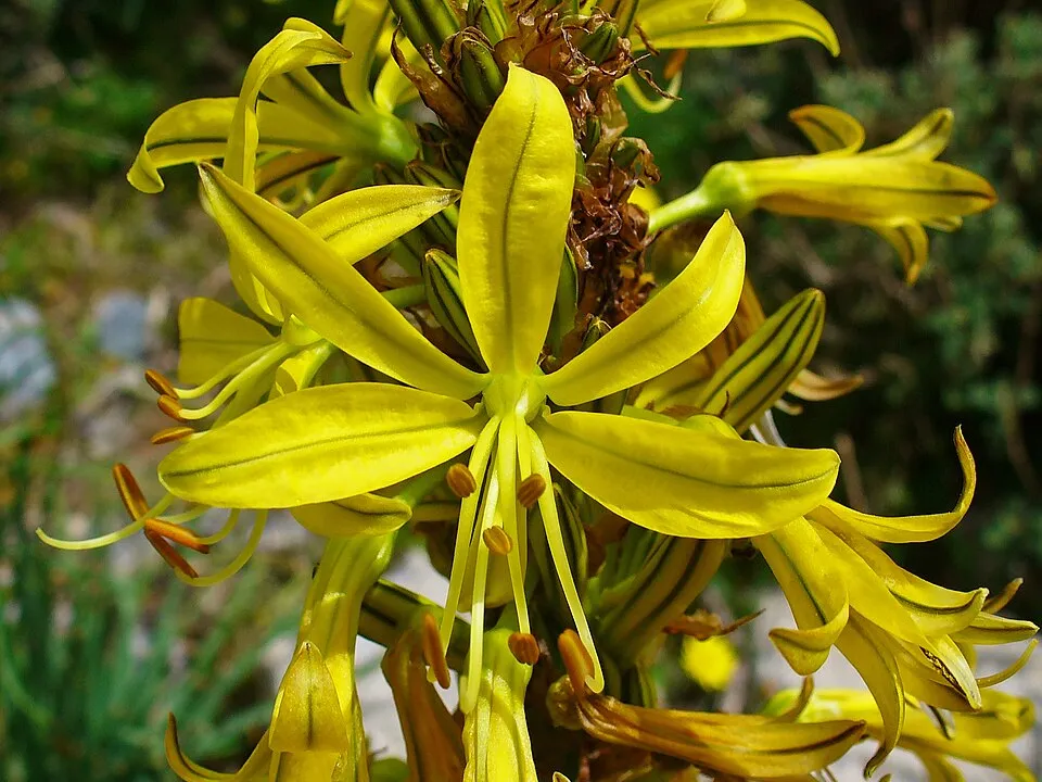 Sárga virágoszlop / Asphodeline lutea
