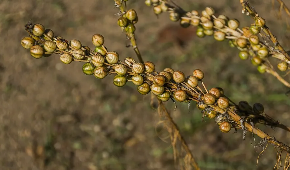 Sárga virágoszlop / Asphodeline lutea