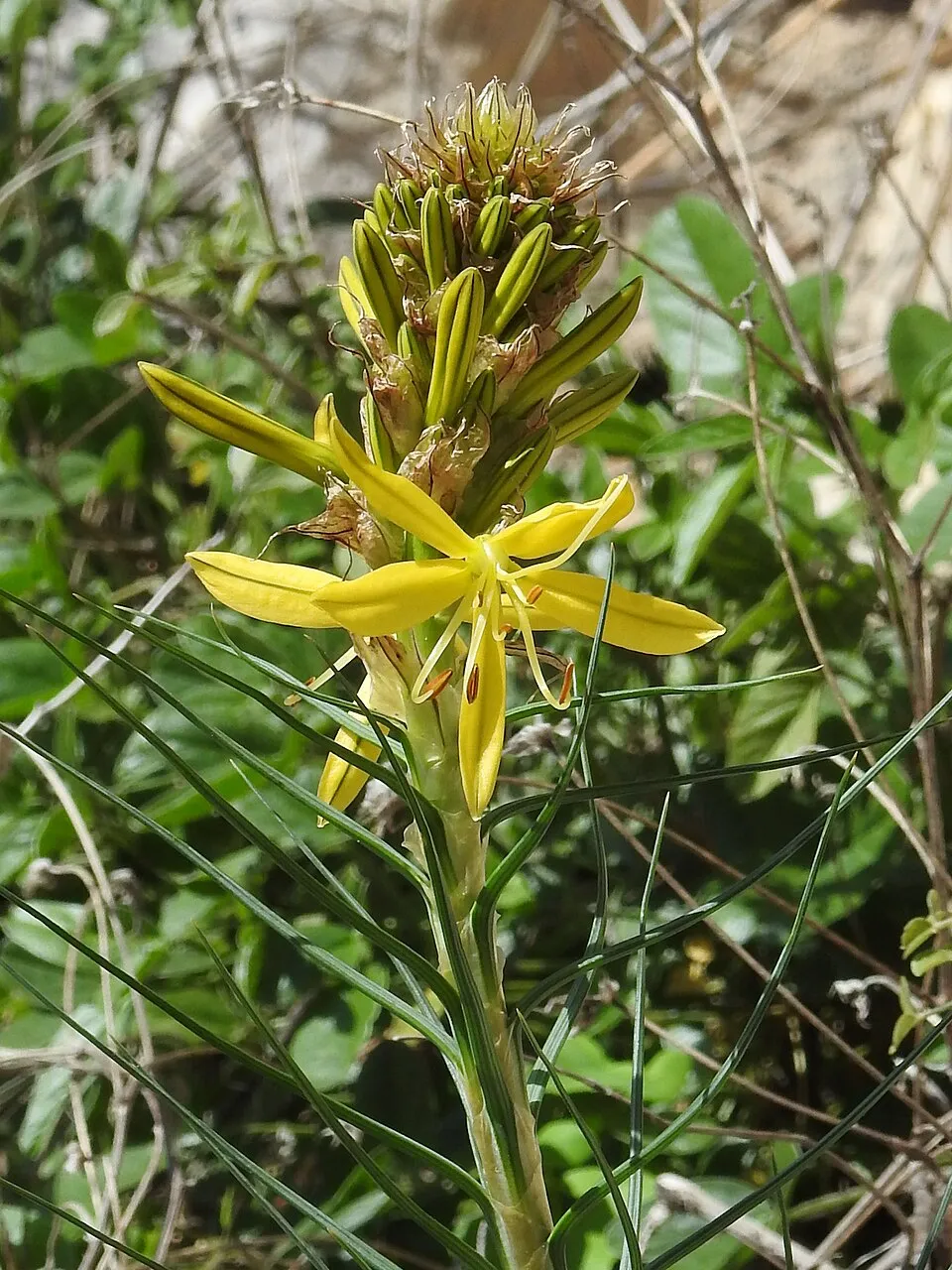 Sárga virágoszlop / Asphodeline lutea