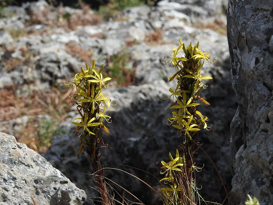 Sárga virágoszlop / Asphodeline lutea
