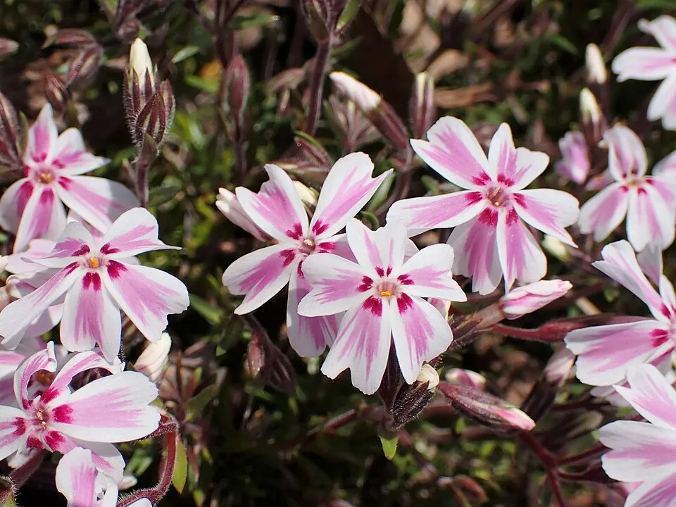 Árlevelű lángvirág / Phlox subulata FABULOUS 'Blue Violet'