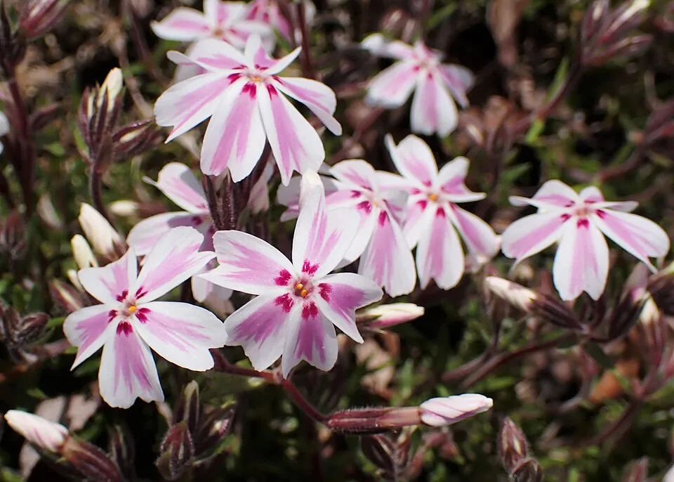 Árlevelű lángvirág / Phlox subulata FABULOUS 'Blue Violet'