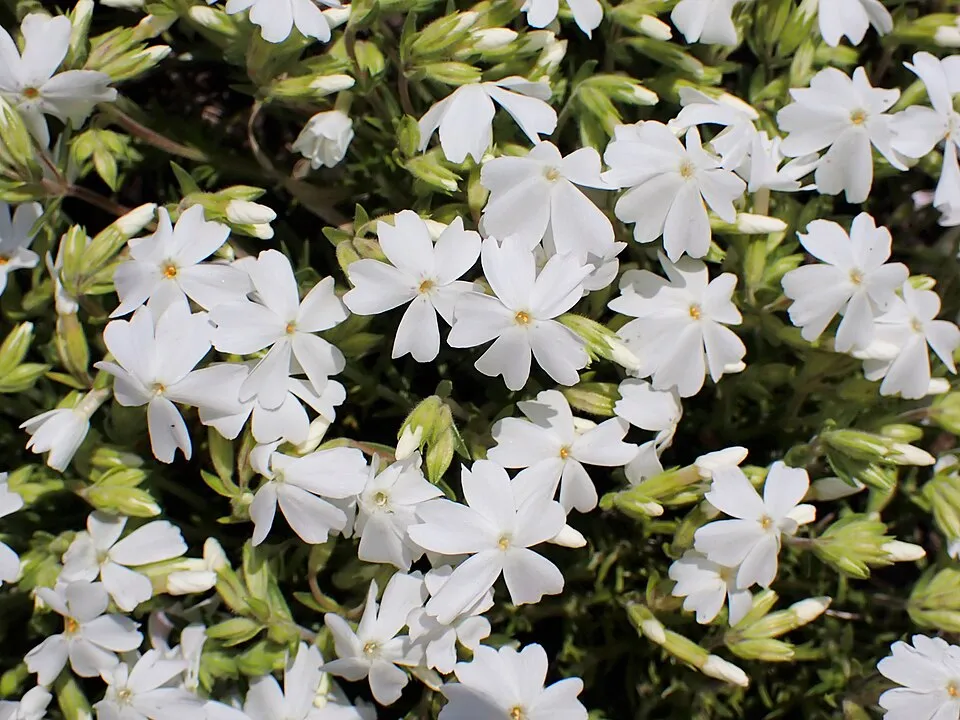 Árlevelű lángvirág / Phlox subulata FABULOUS 'Blue Violet'