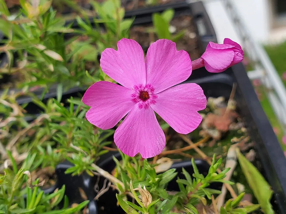 Árlevelű lángvirág / Phlox subulata FABULOUS 'Blue Violet'