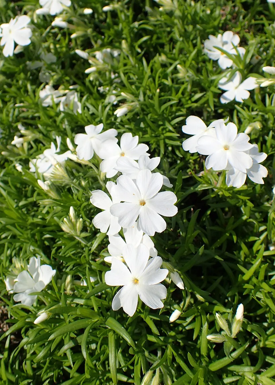Árlevelű lángvirág / Phlox subulata FABULOUS 'Blue Violet'